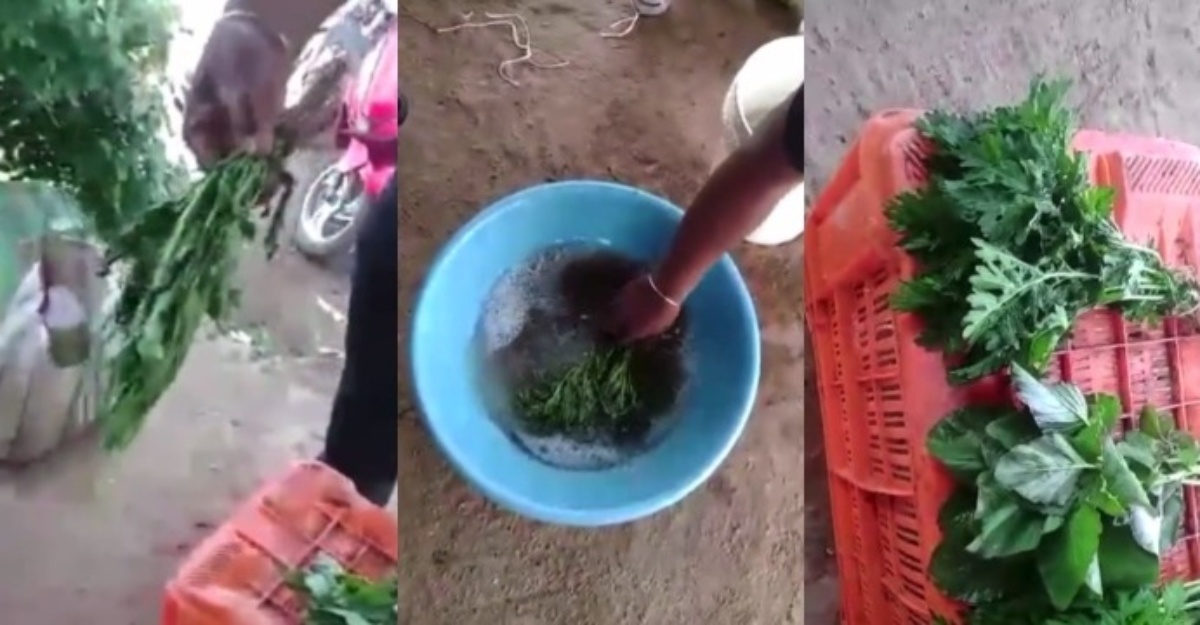 Video tular lelaki segarkan sayuran guna bahan kimia bukan berlaku dalam negara