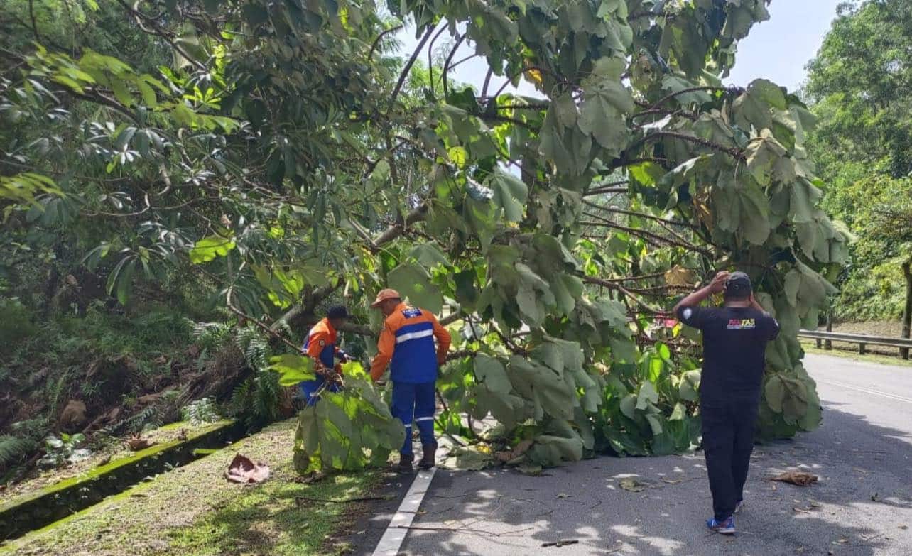MBSJ ramps up tree maintenance for safety ahead of monsoon season
