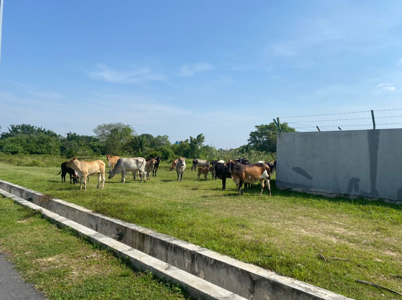 民众投诉牛群游荡  瓜冷市会拉队捉放养牛