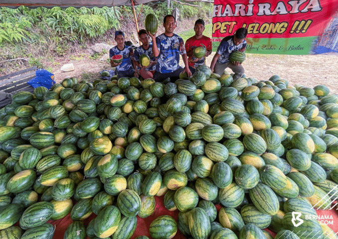 Tembikai laris musim panas, jualan cecah 24 tan sehari