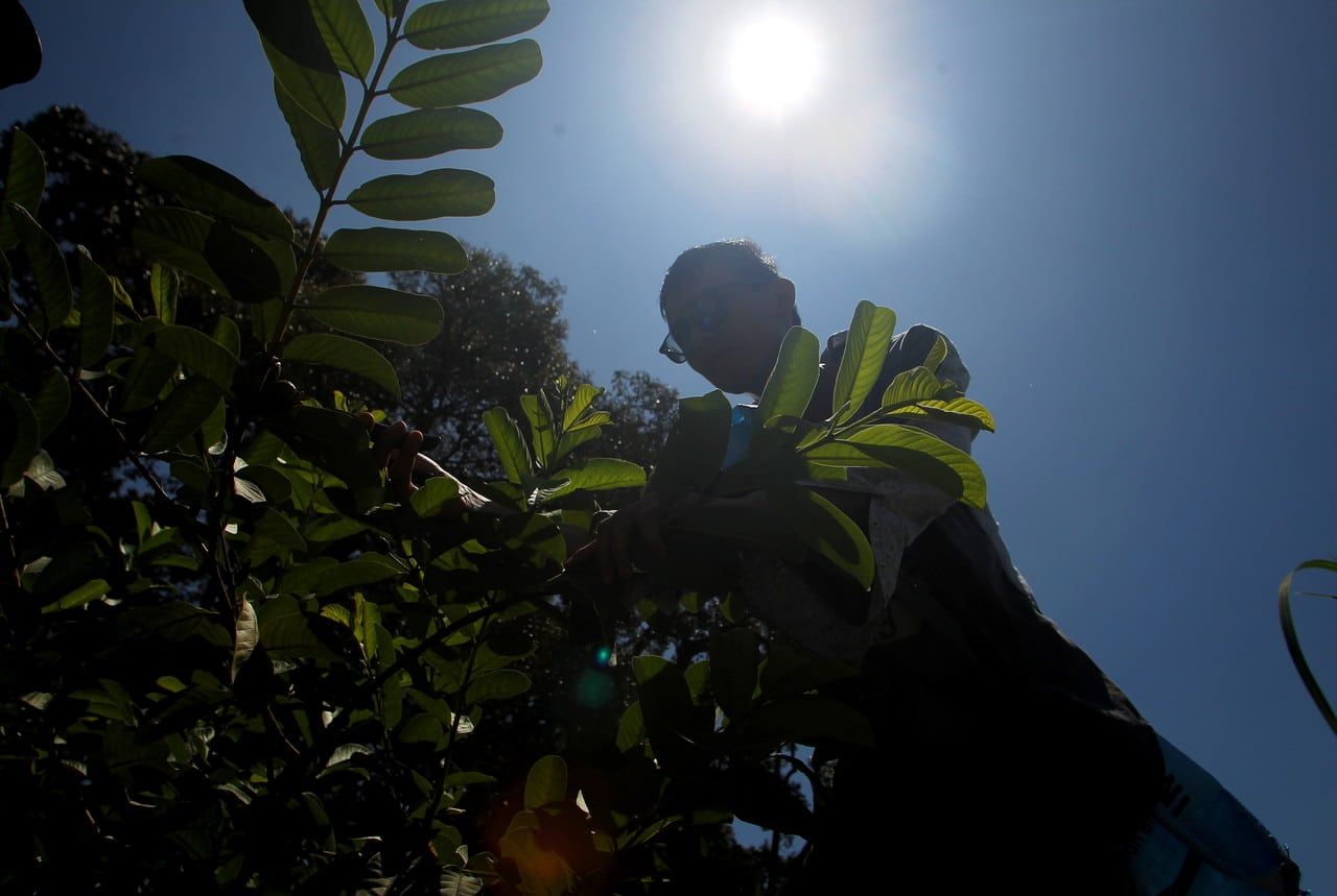 天气炎热相关疾病增至116宗