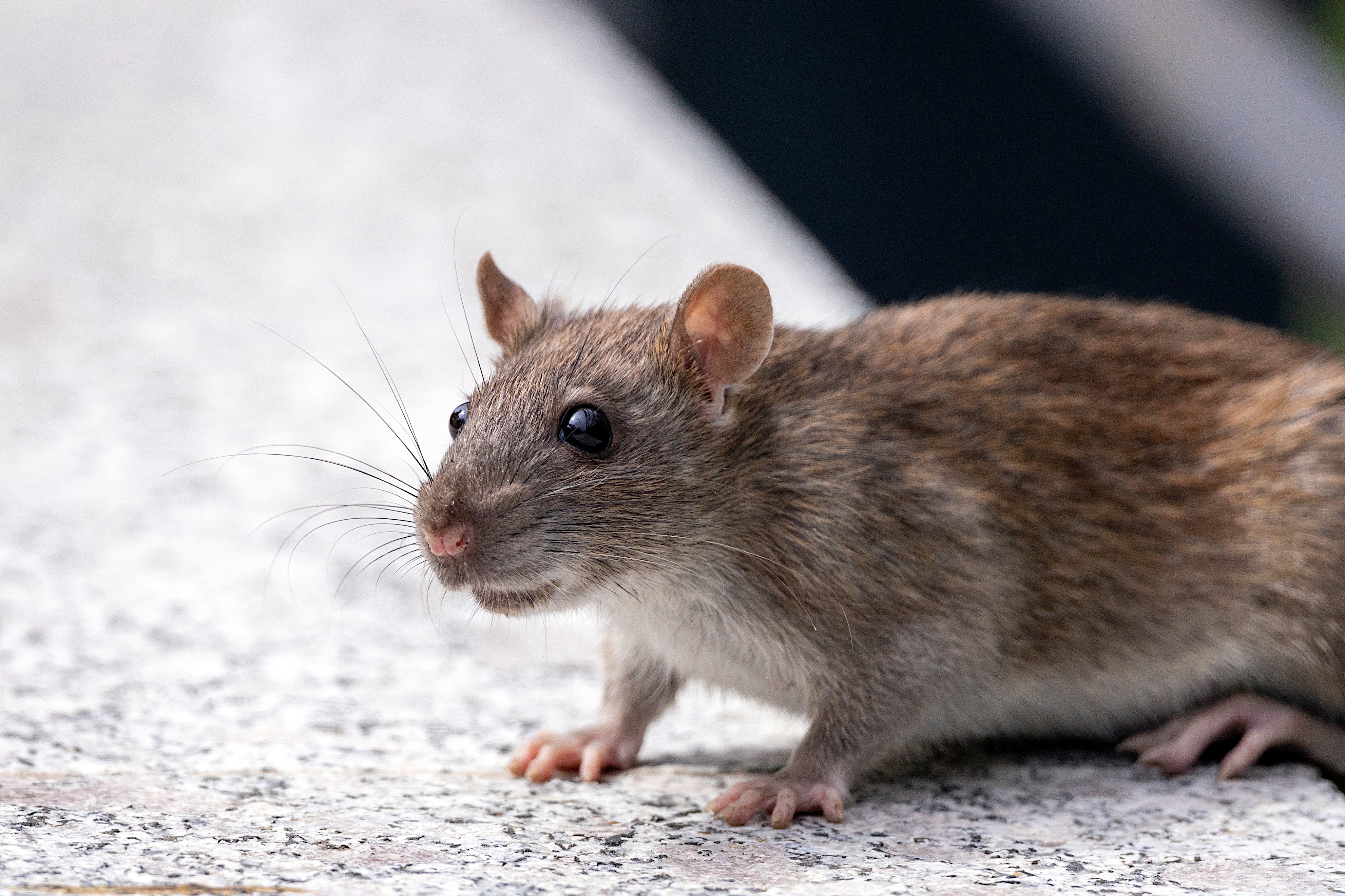 'Living with rats': Paris creates working group to find solutions 