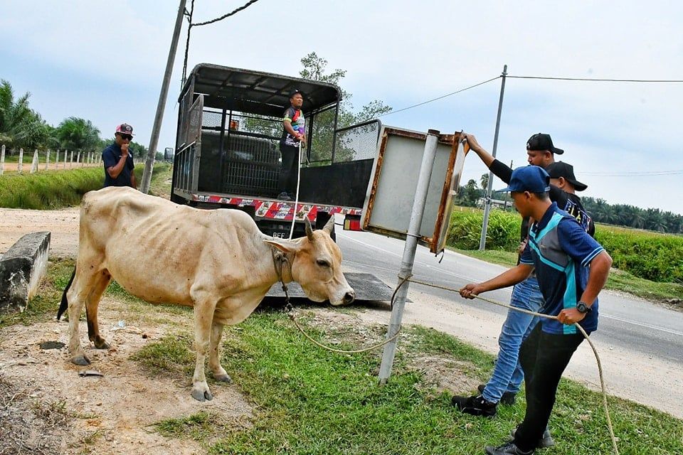瓜雪市会与警联手 捉游荡放养牛