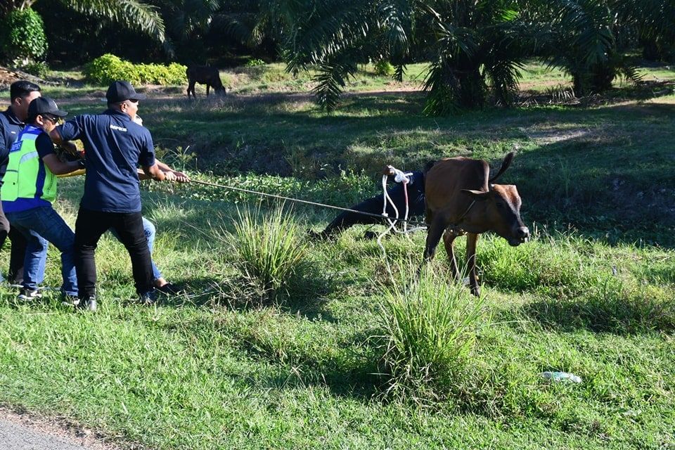 公共地方放牛游荡  瓜雪市会拉队捉牛