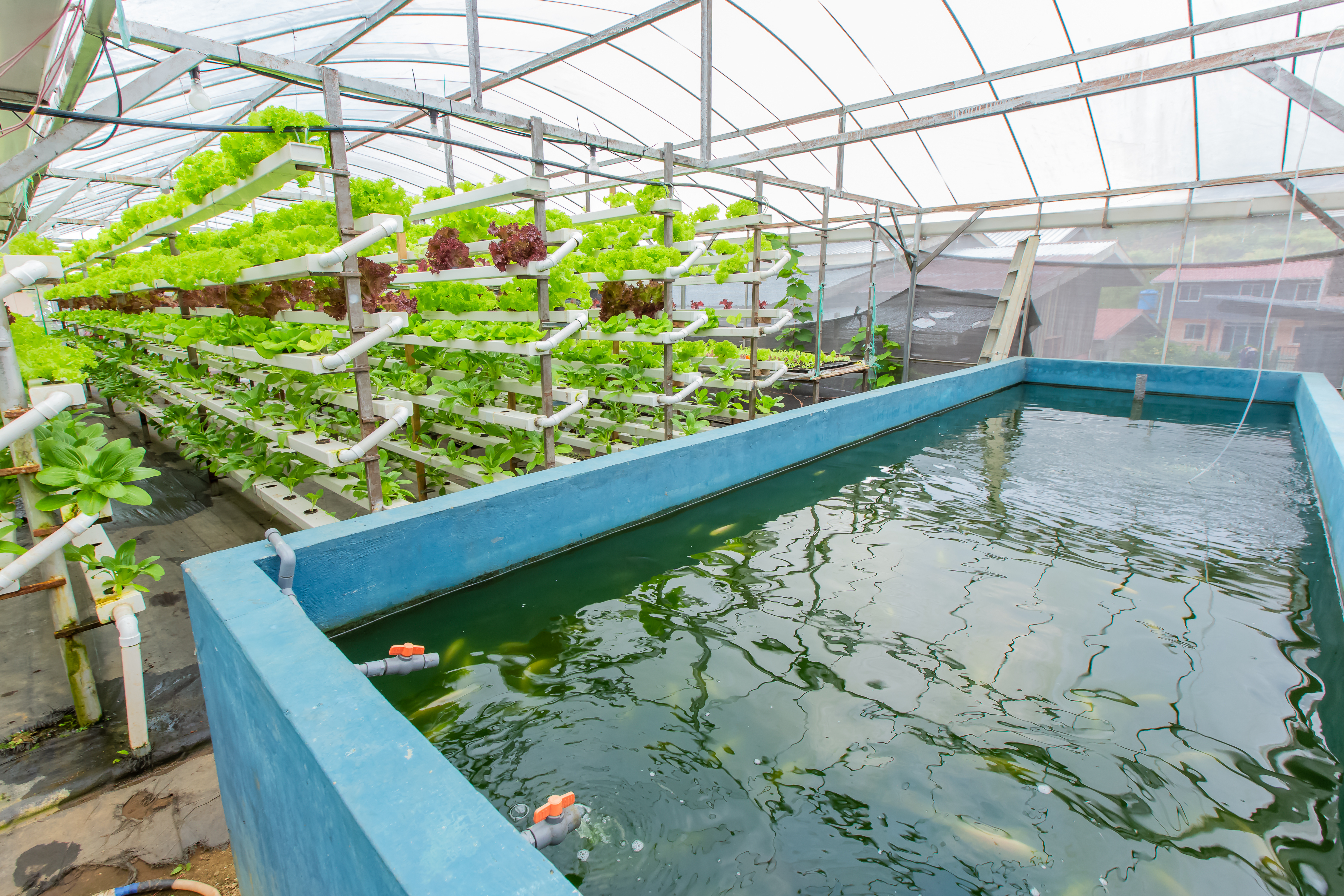 Aquaculture sector suffers over RM400,000 losses due to hot weather