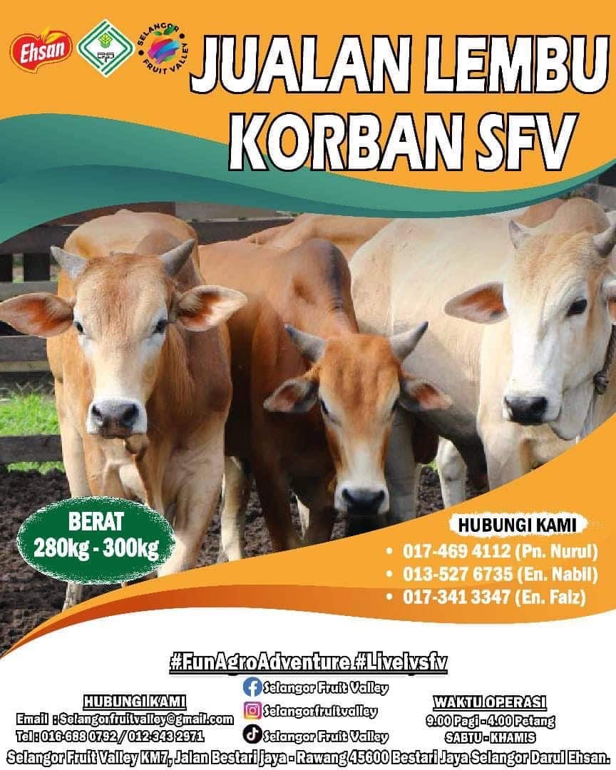 PKPS anjur jualan lembu korban, harga lebih murah dari pasaran luar