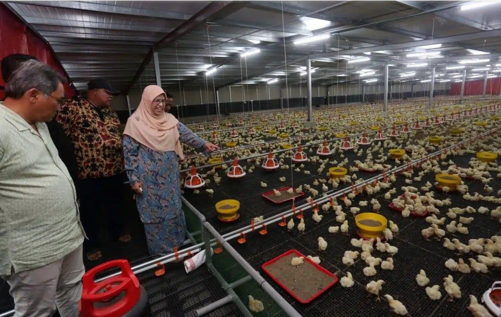 开拓肉鸡清真市场  瓜冷农民协会建养鸡场