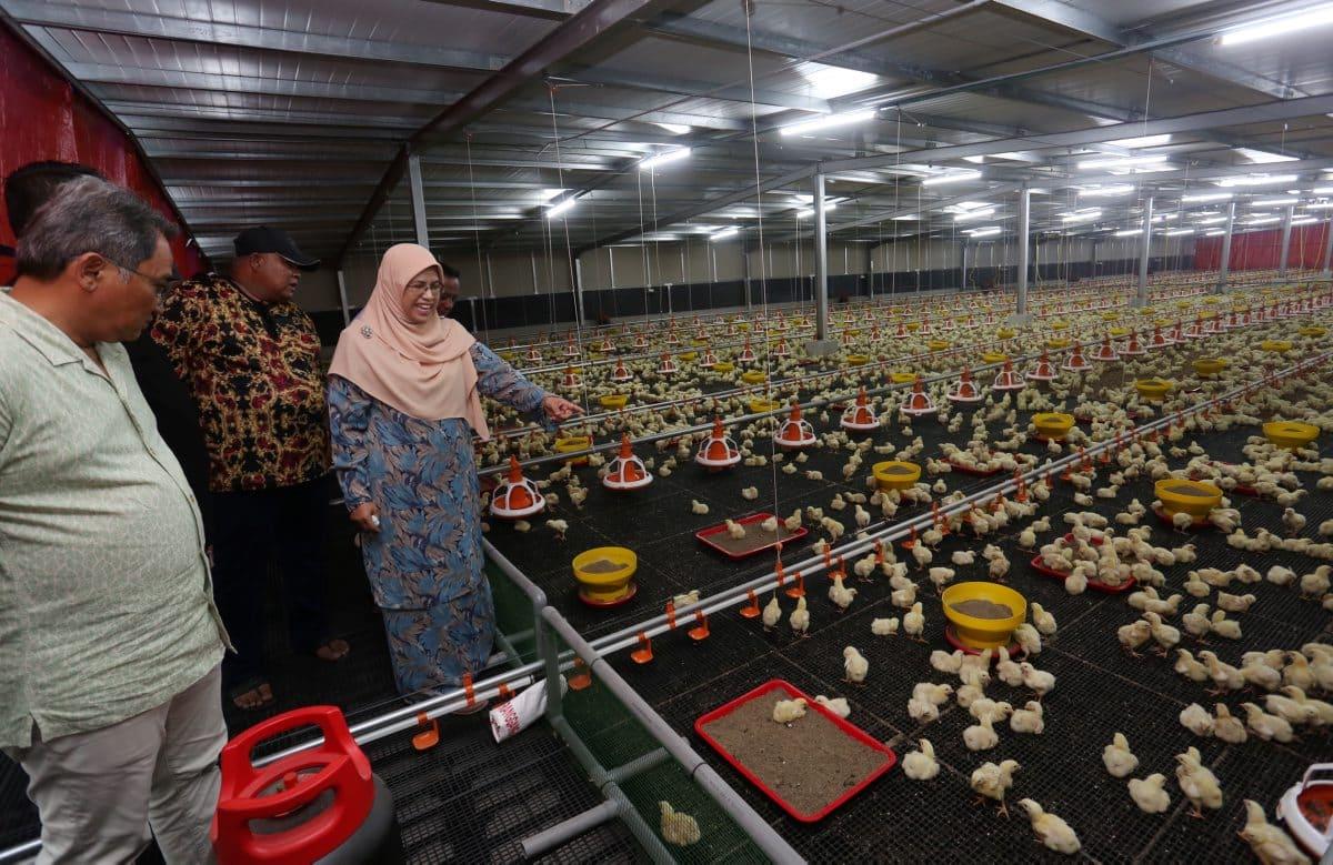 Projek ternakan ayam daging Kuala Langat kembang pasaran halal