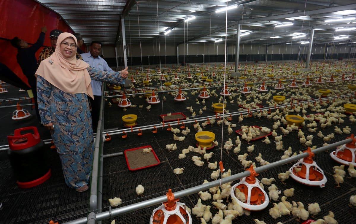 Kuala Langat chicken breeding project expands halal market — Exco