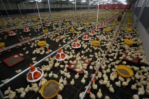 Syarat ternakan ayam diperketat, kurangkan gangguan lalat