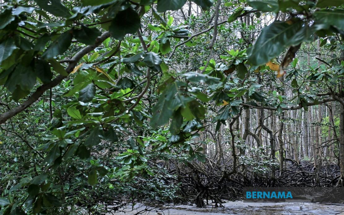 Kina Benuwa Mangrove Forest gazetted as forest reserve