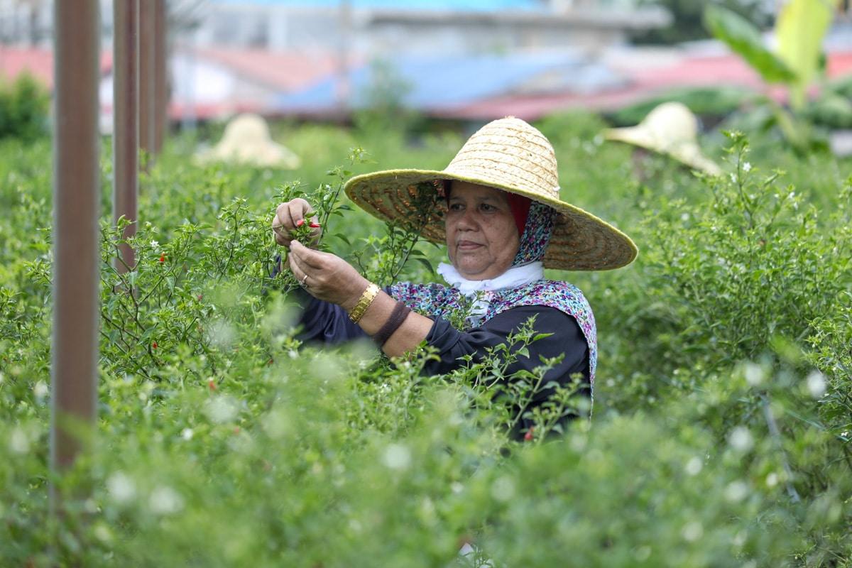 El Nino: Tanaman, sumber bekalan makanan tempatan tidak terjejas
