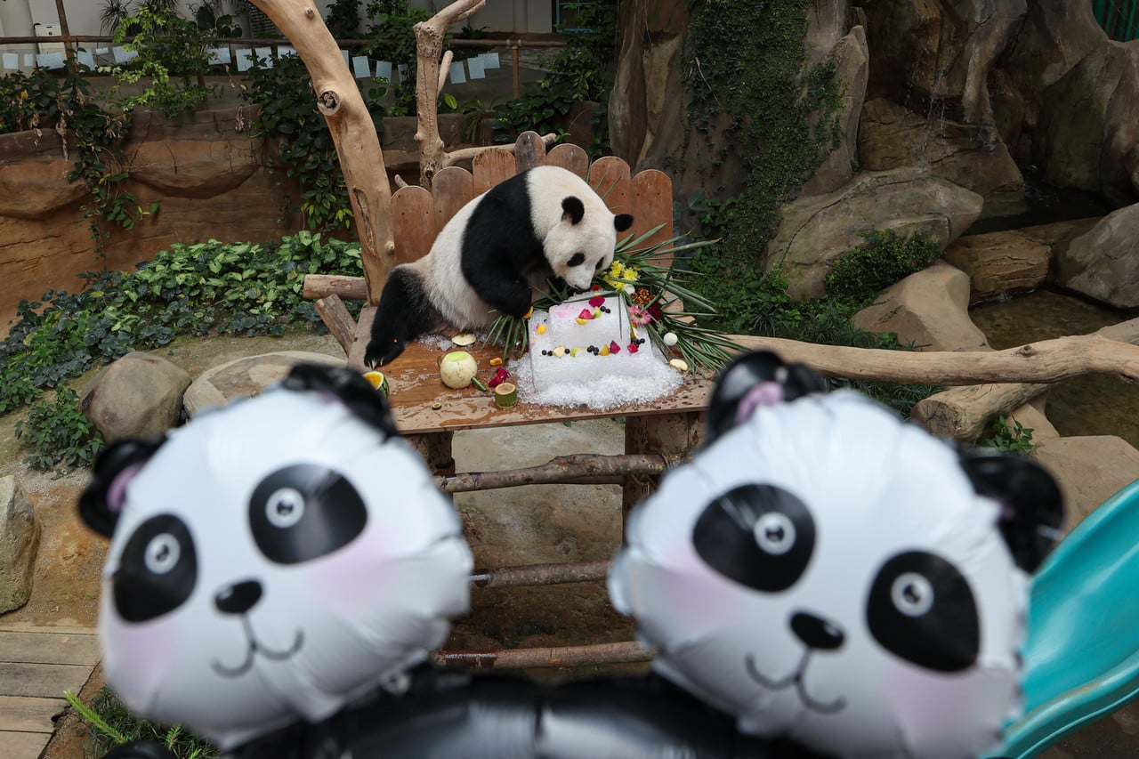 Malaysia extends giant panda conservation programme deal with China