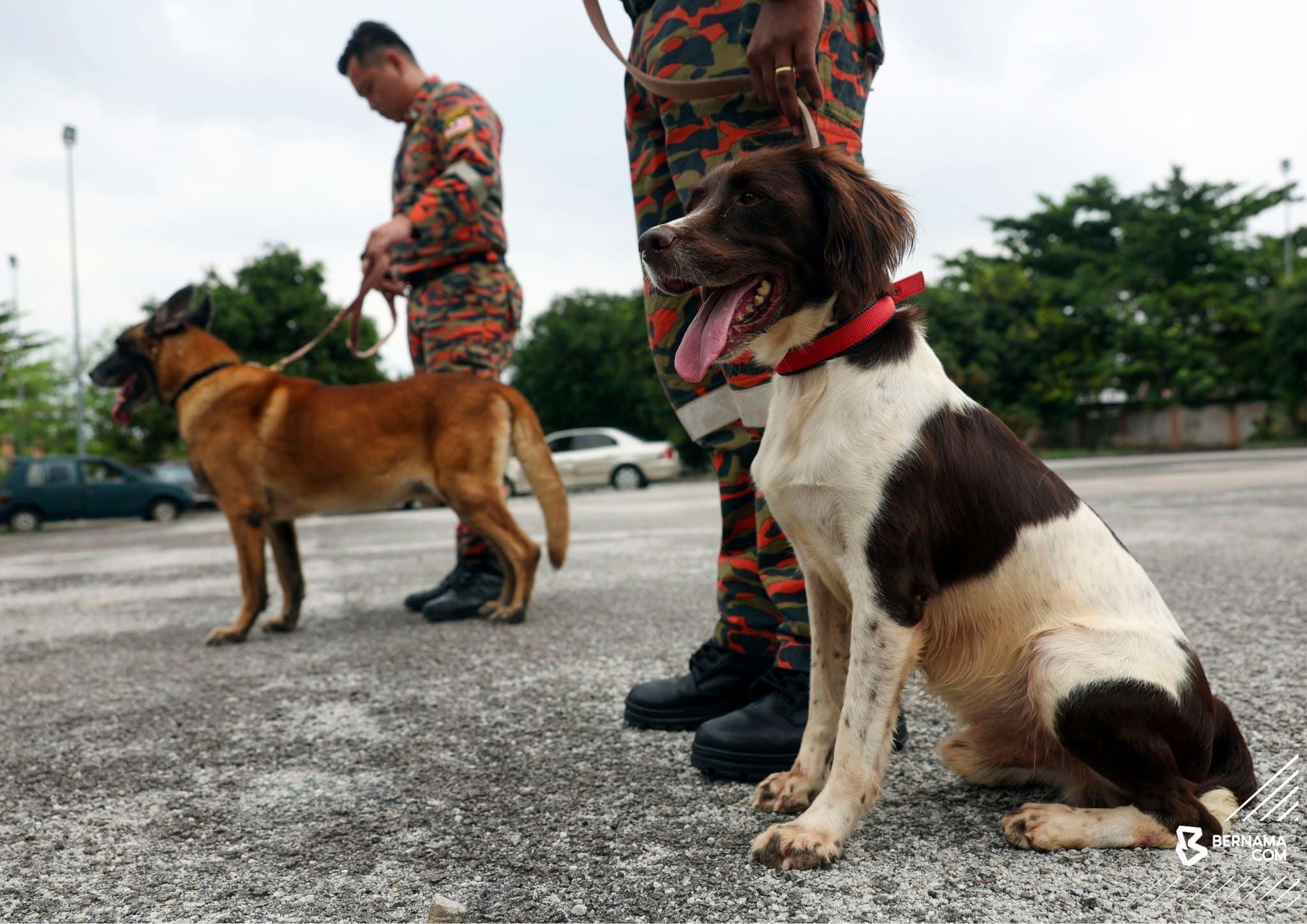 Anggota wanita bangga ketuai unit K9 bomba dalam perbarisan Hari Kebangsaan