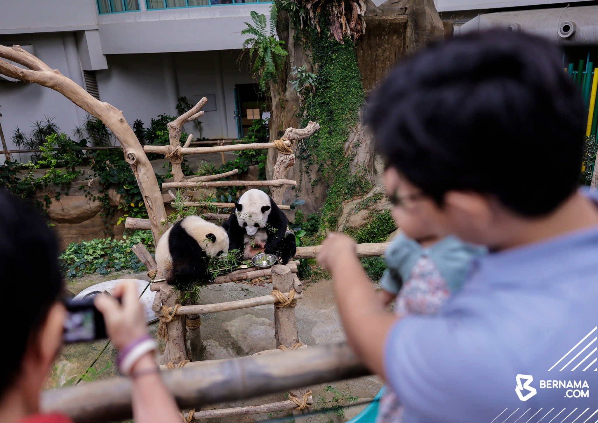 Zoo Negara diiktiraf antara penjaga panda gergasi terbaik dunia
