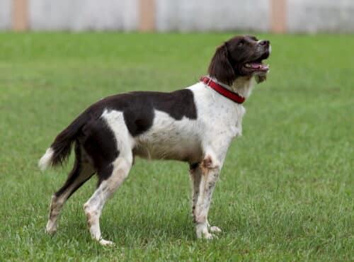 Budak empat tahun digigit anjing penghidu di Lapangan Terbang Kolkata