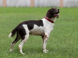 Budak empat tahun digigit anjing penghidu di Lapangan Terbang Kolkata