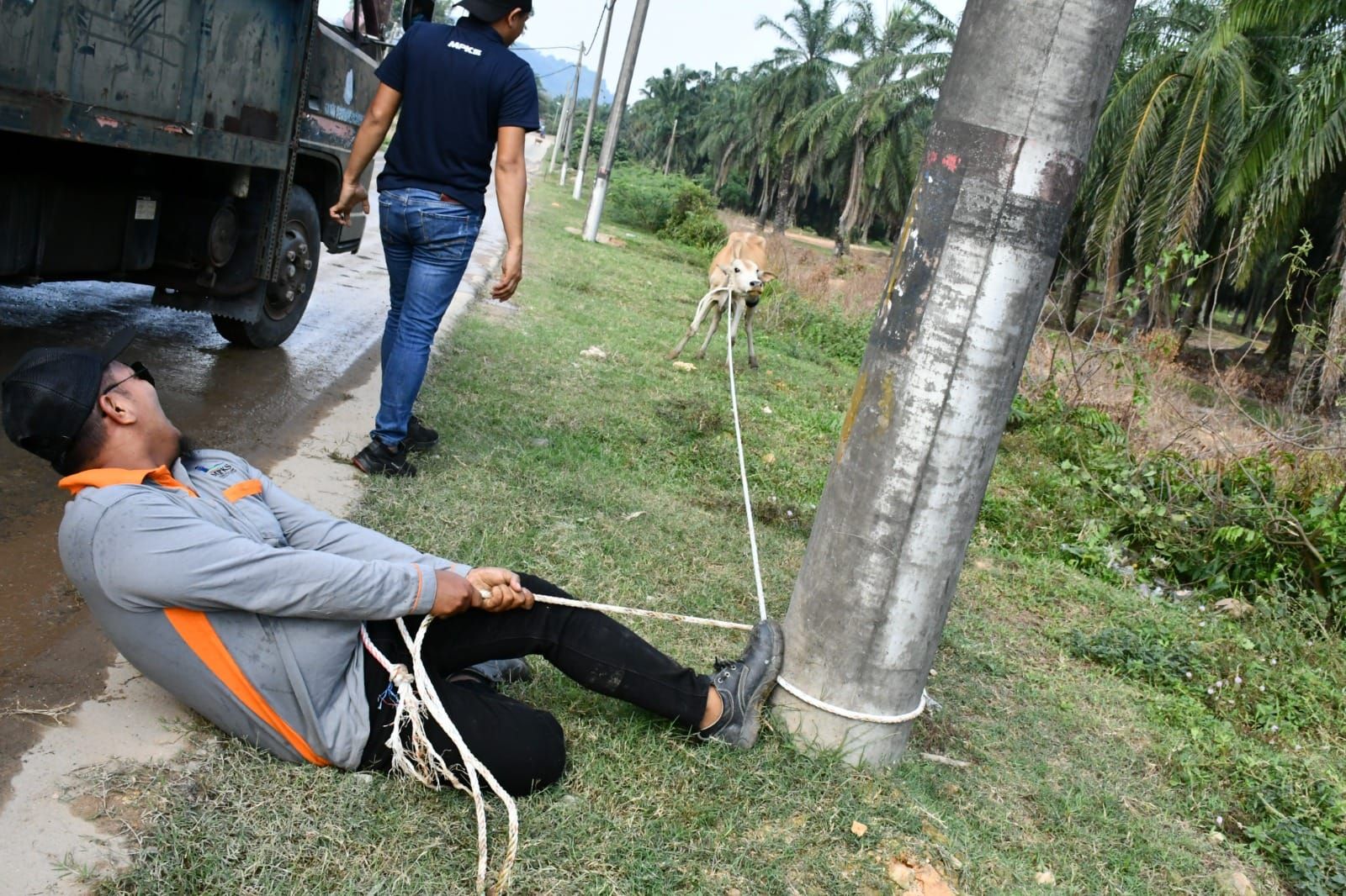 瓜雪市会昨日取缔公共地方 捉拿7只放养牛羊