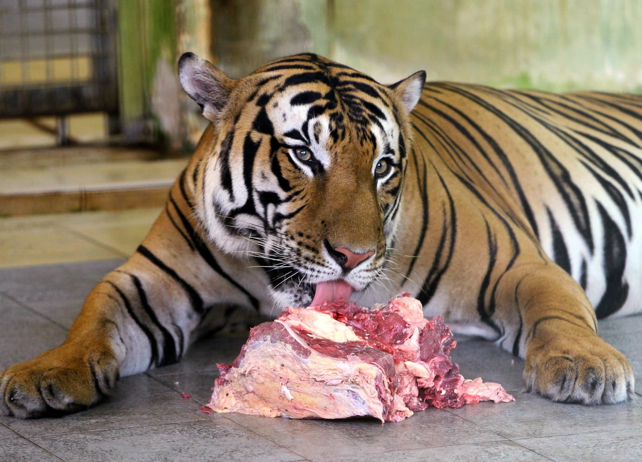 Lelaki maut dibaham harimau, Perhilitan pasang perangkap