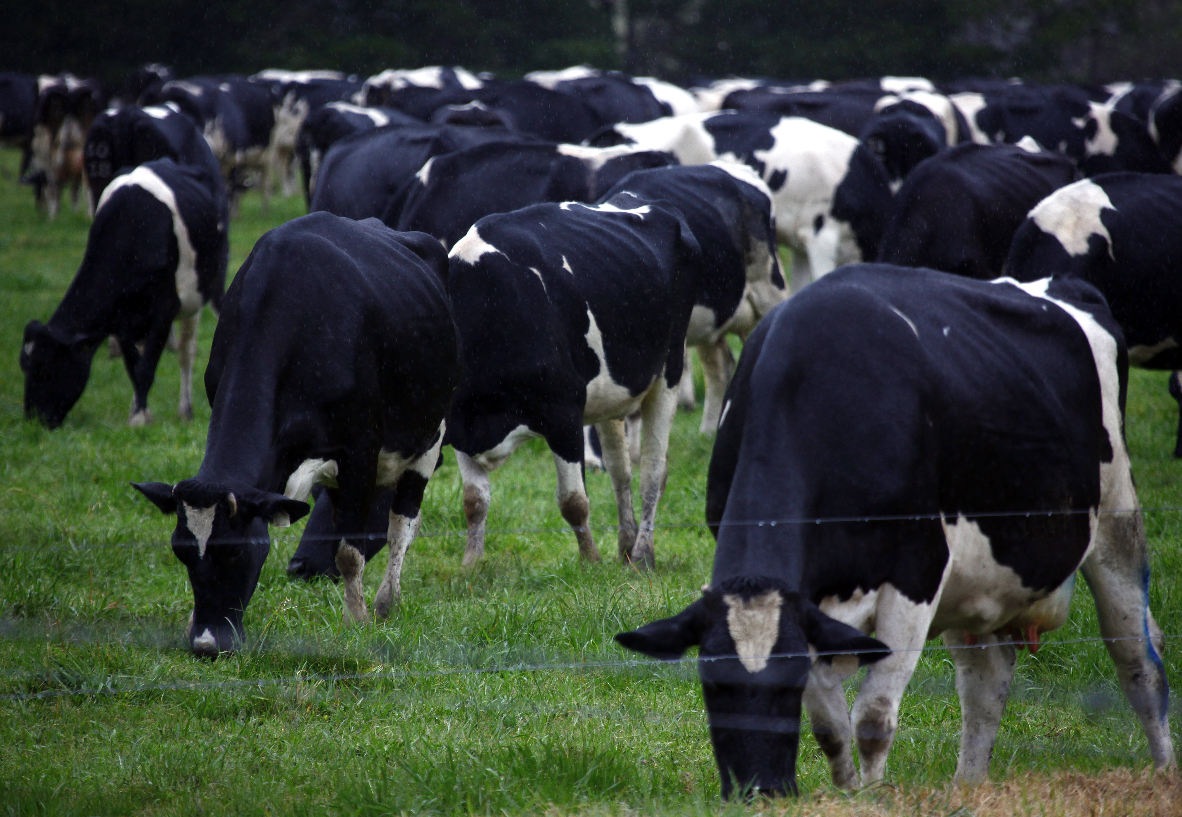 Malaysia blocks live cattle imports from Australia after skin disease scare