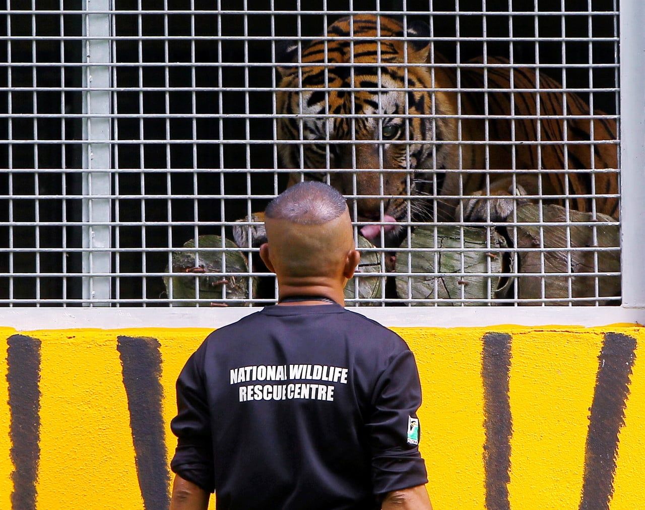 Bergadai nyawa demi kelangsungan raja rimba