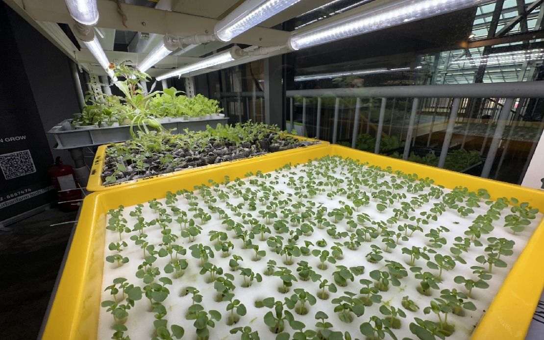 【城市农耕系列3/3】水耕科技模式可取代传统土耕 无经验者也能涉足现代化农业