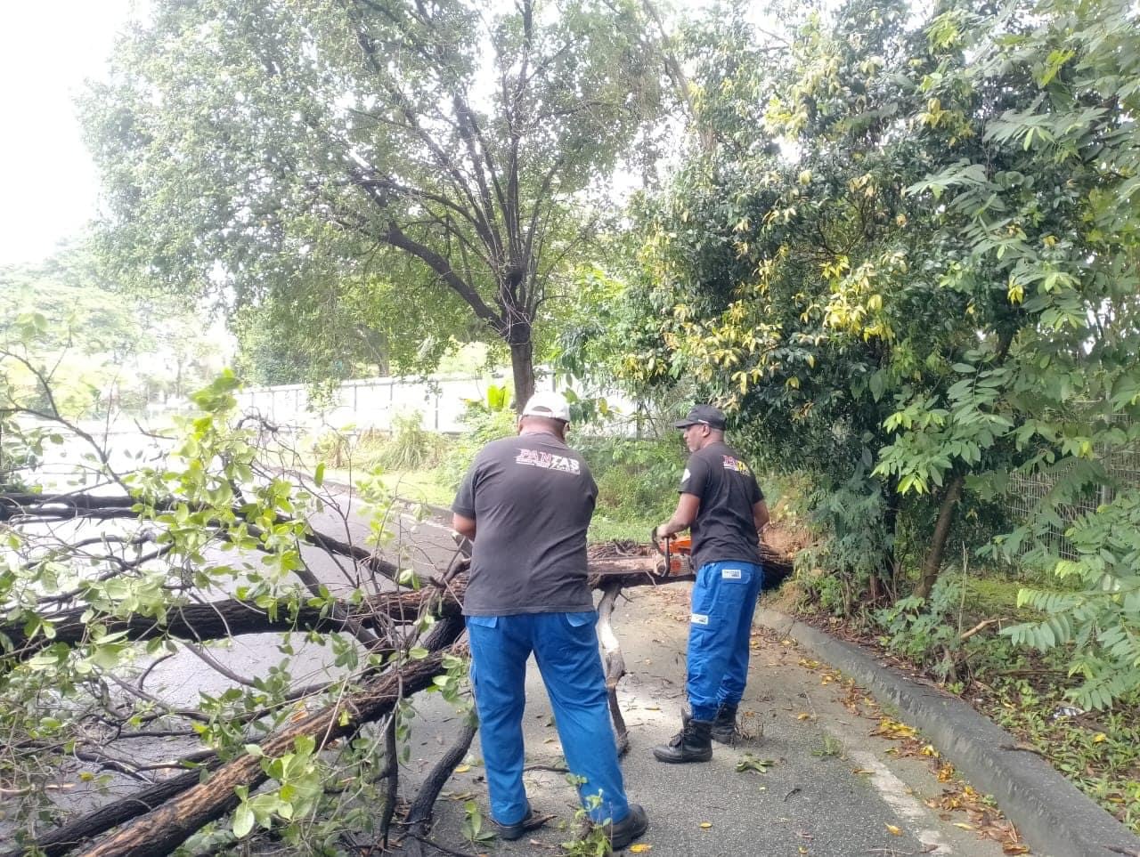 MBSJ senggara ribuan pokok teduhan, pastikan keselamatan awam terjaga