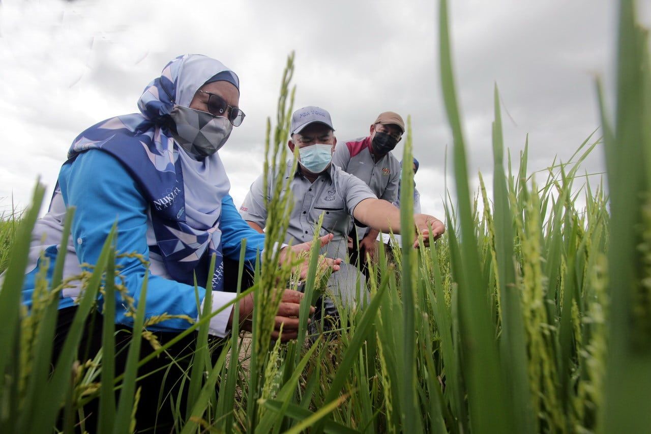 நெல் உற்பத்தியைப் பெருக்க அதிக வேளாண் நிலங்களைத் திறப்பீர்- மாநில அரசுகளுக்கு மாட் சாபு வேண்டுகோள்