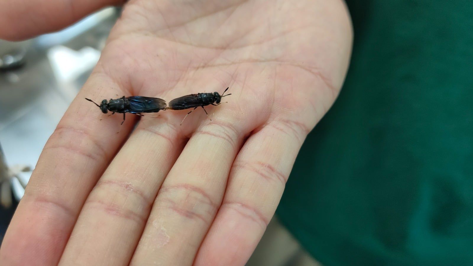 【生物科技系列1/3】环保小兵黑水虻可分解厨余   专家：大马气候适合饲养