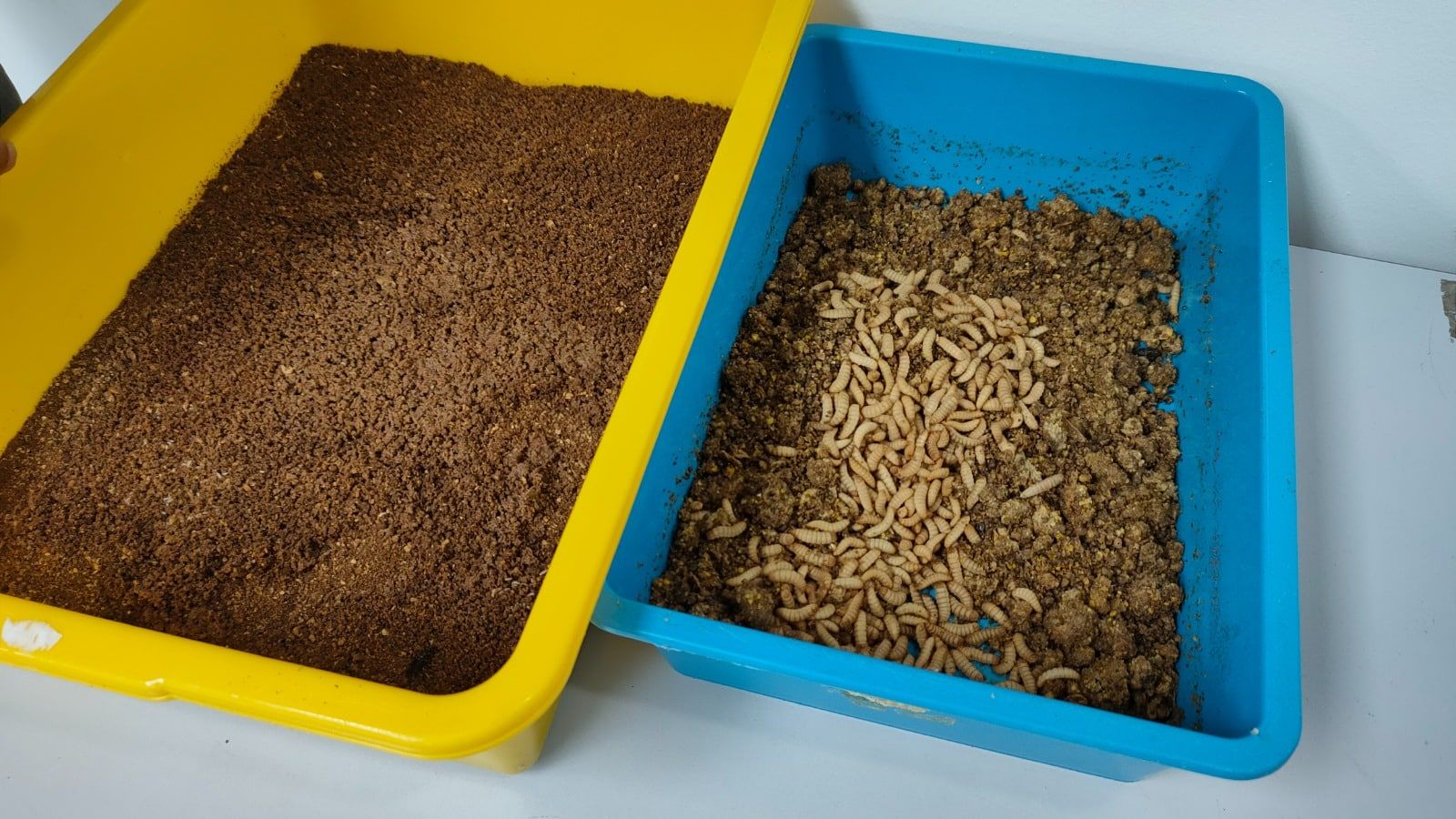 【生物科技系列2/3】一匙黑水虻幼虫吞噬一吨厨余  垃圾转化肥料推循环经济效应