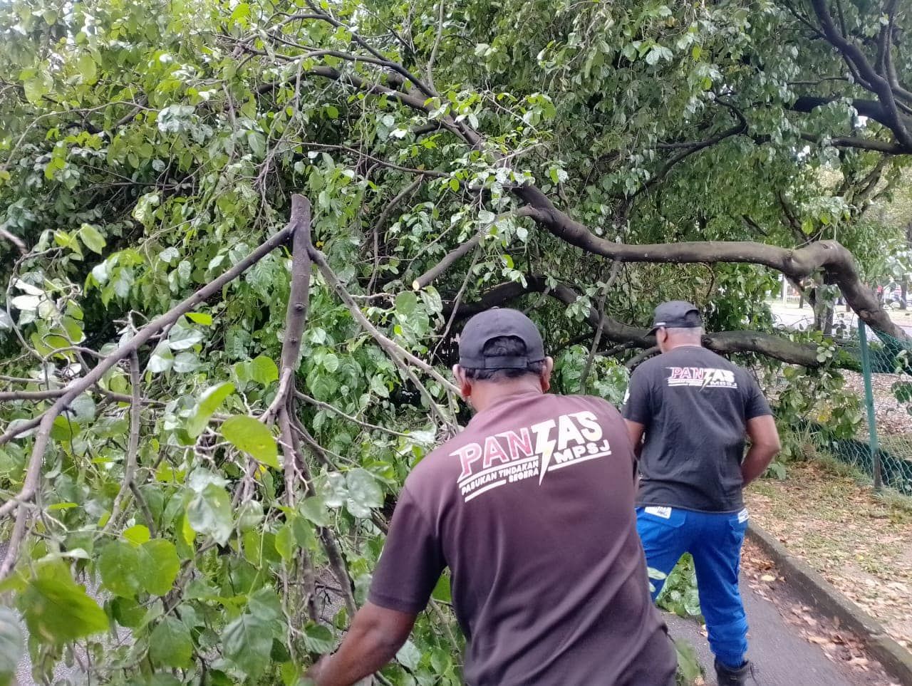 树倒阻碍交通  梳邦市厅快速队伍迅速清理