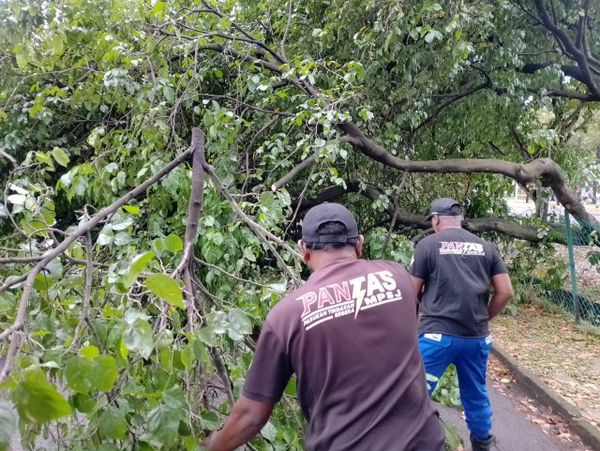 树倒阻碍交通 梳邦市厅快速队伍迅速清理