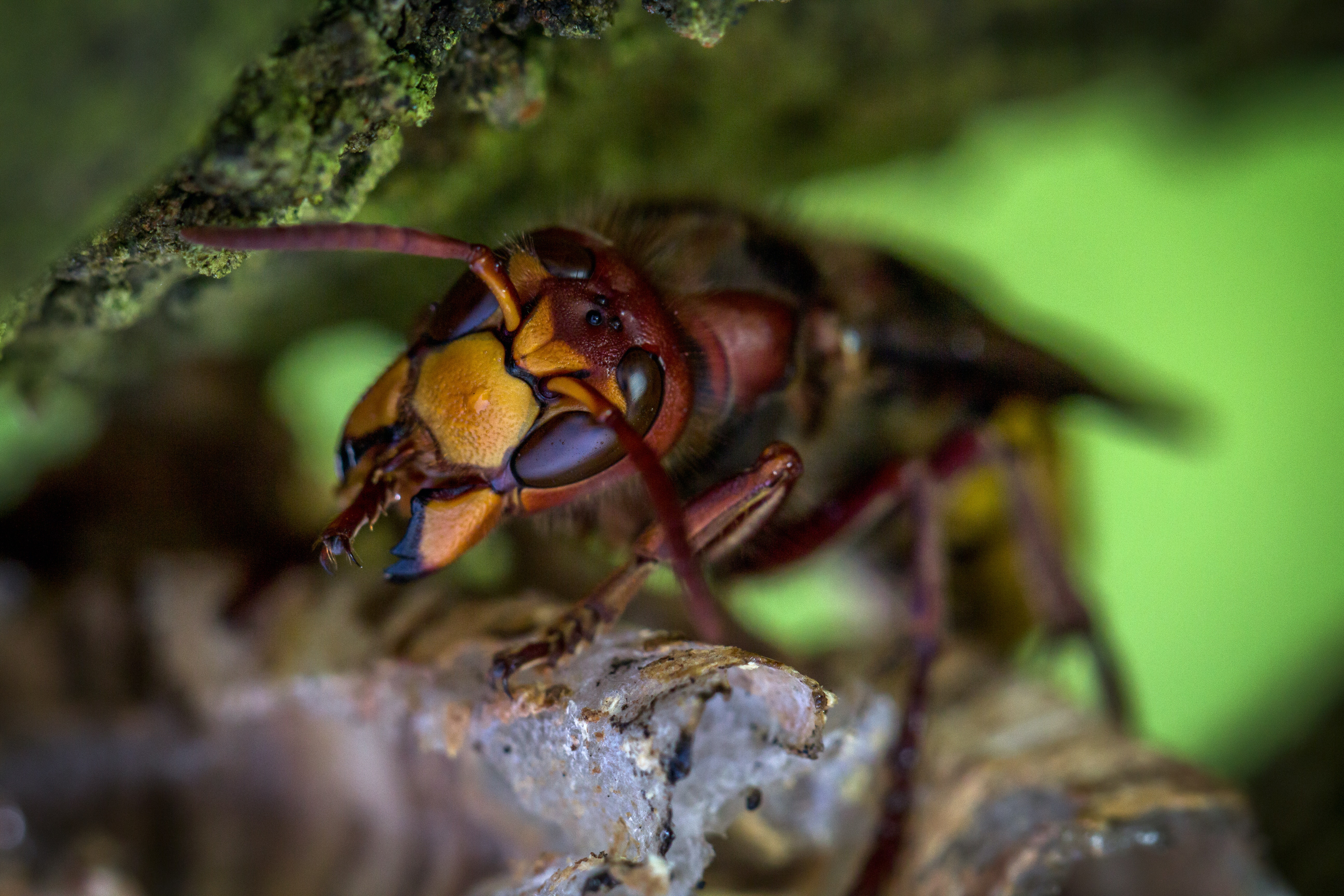 21 students, 10 teachers, stung by wasps while hiking