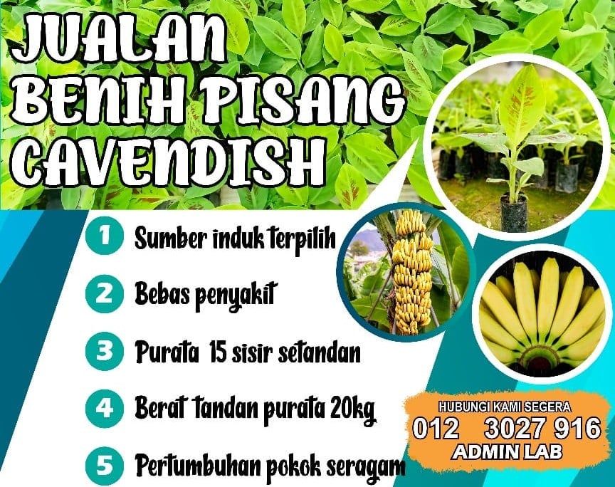PKPS tawar jualan benih pisang Cavendish kepada orang ramai