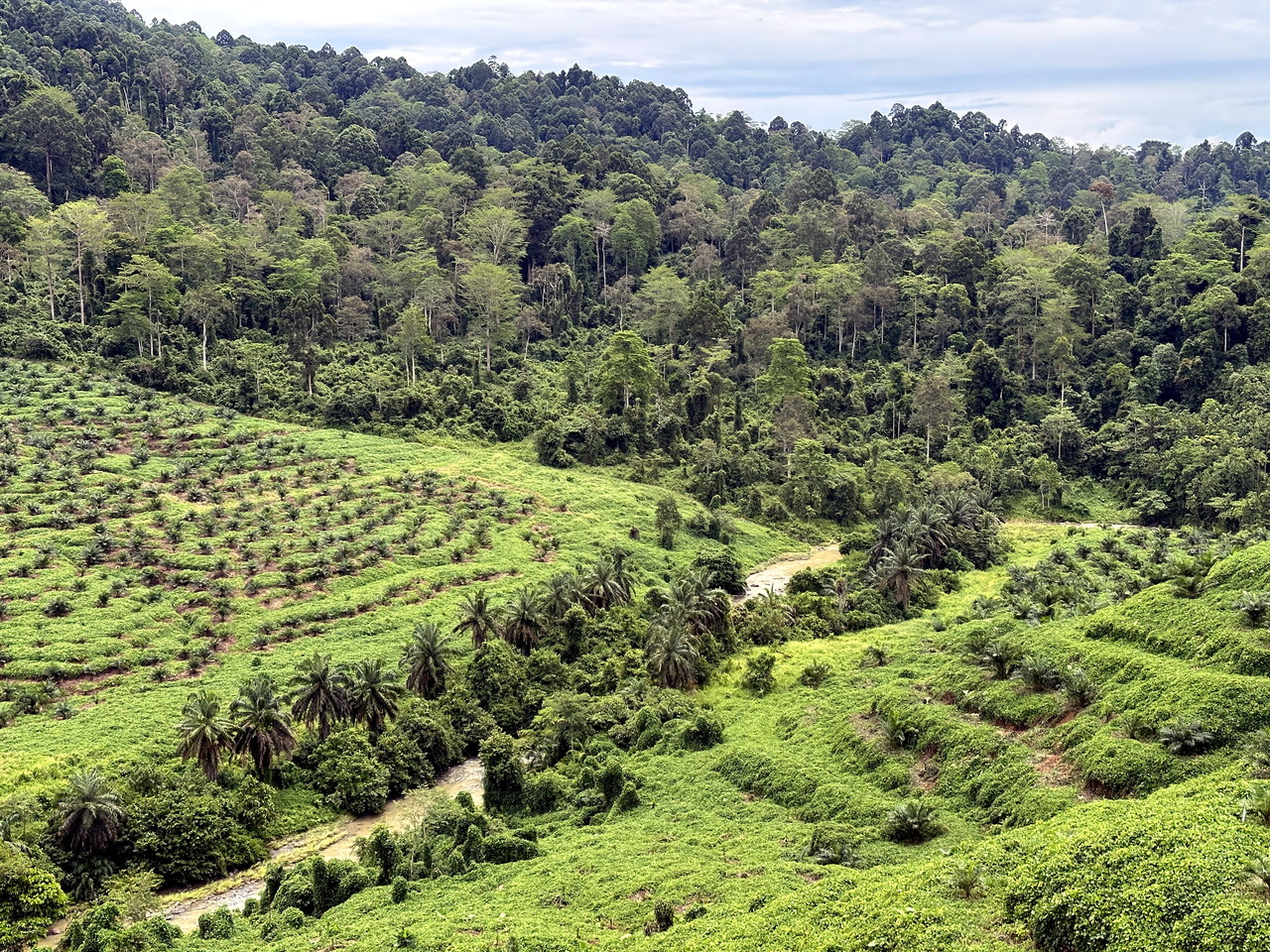 WWF-Malaysia, pemegang taruh Sabah komited selamatkan hidupan liar terancam di ladang