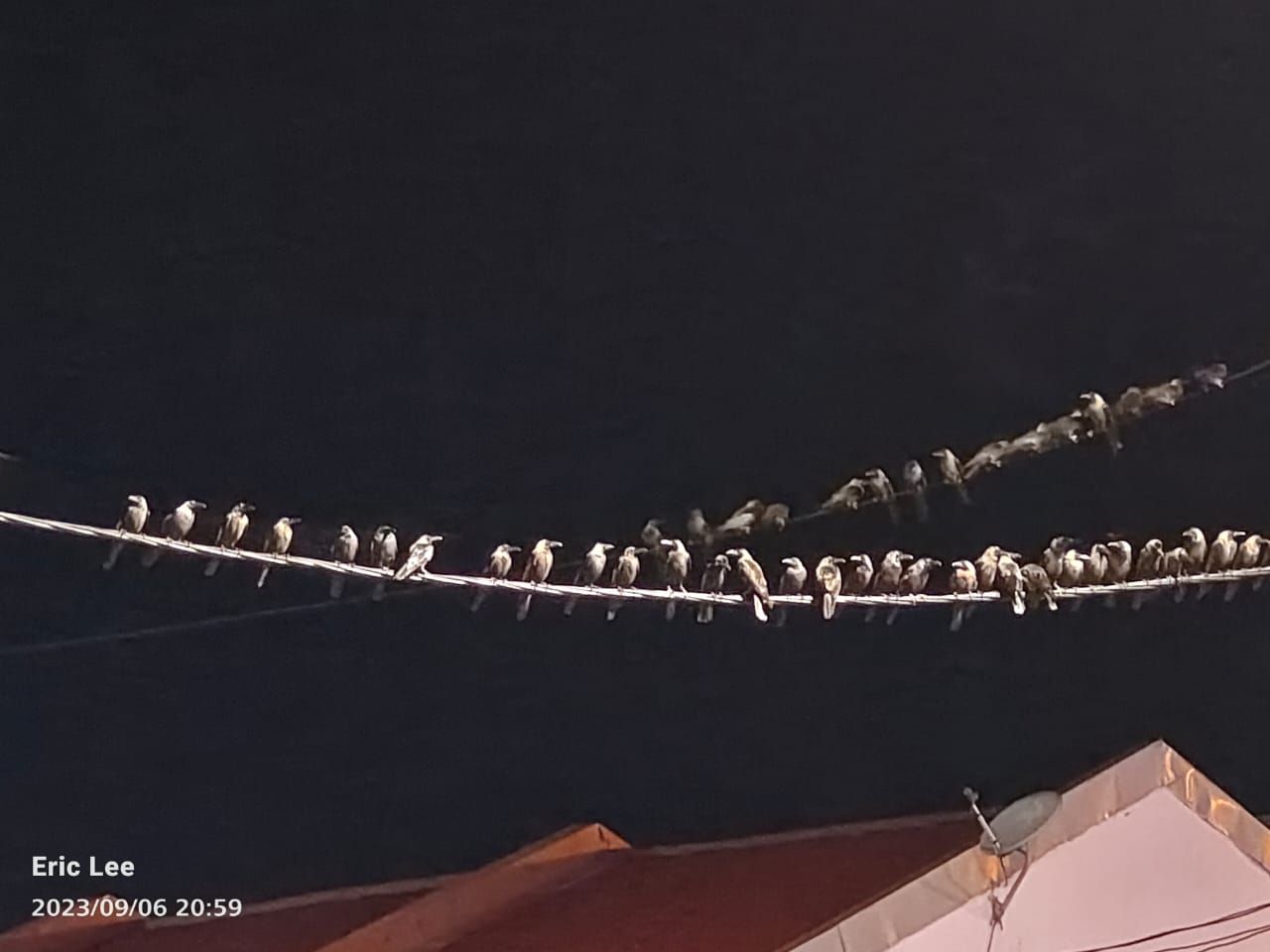 适耕庄展开驱鸟行动 民众受促配合照顾卫生