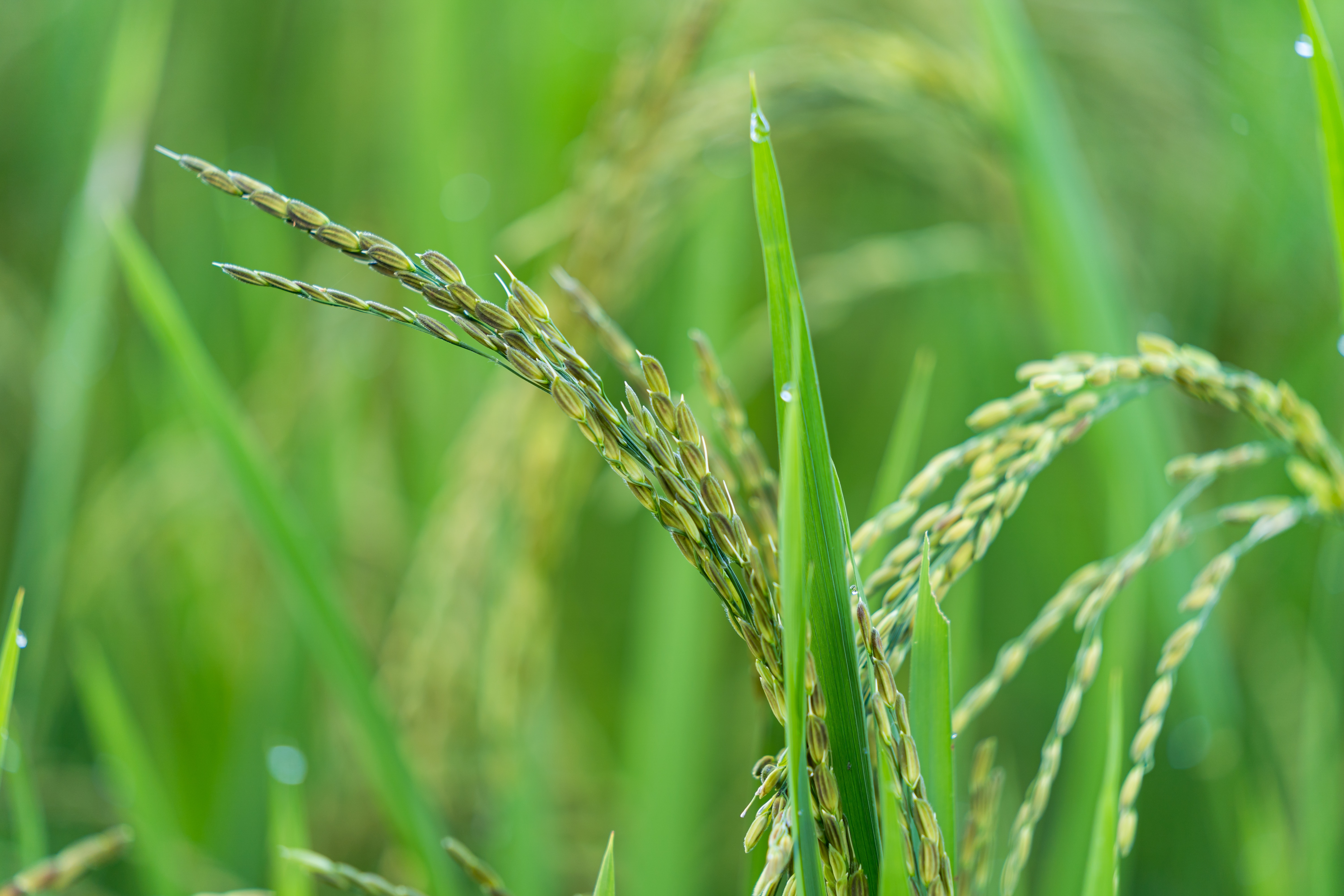 Nafas hopes fertiliser distribution tender offer expedited