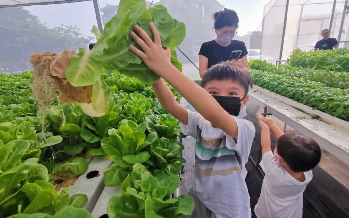 【城市农耕系列2/3】蔡长嘉：解决粮安危机料需经历“两代”