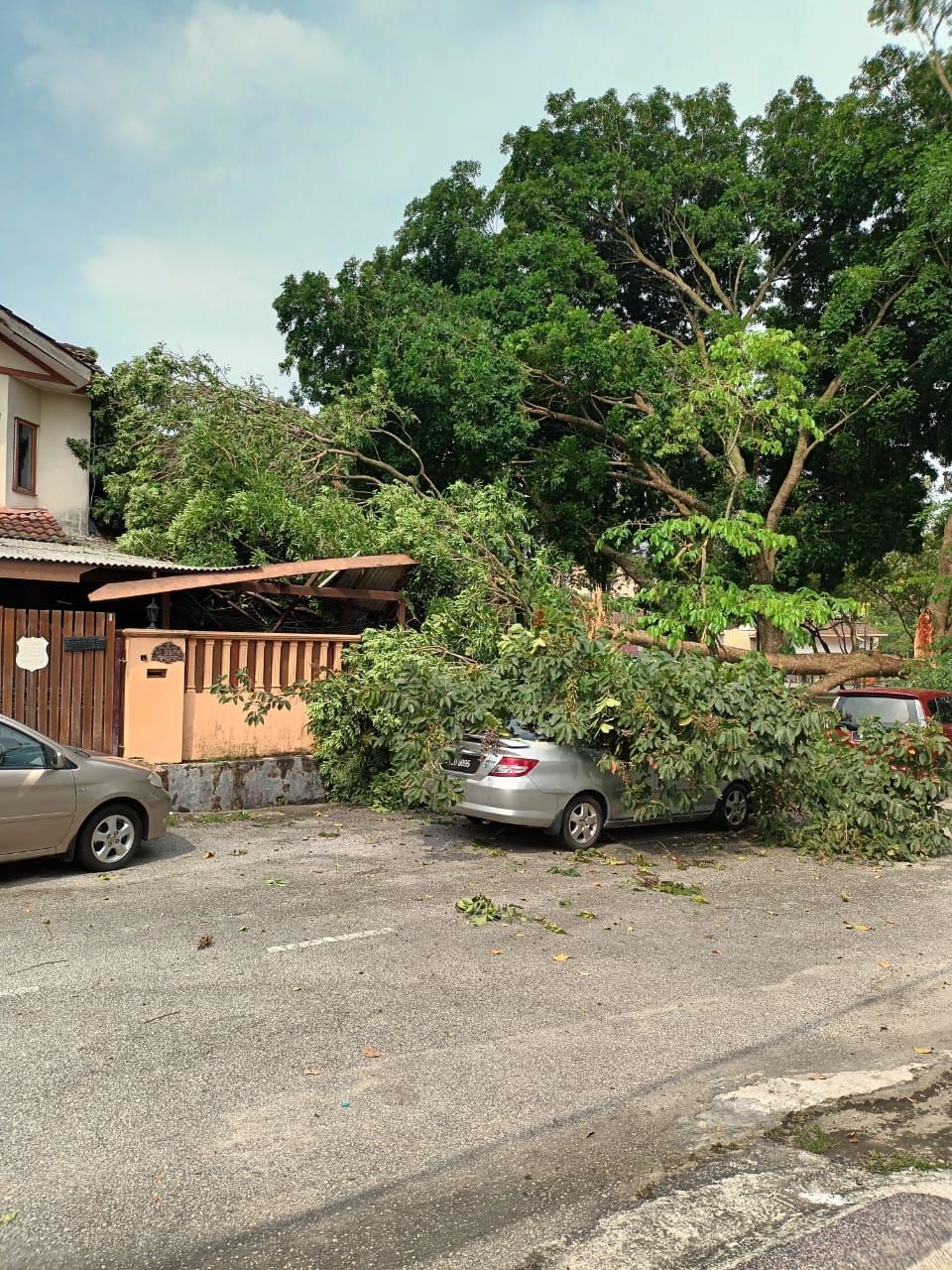 哥打白沙罗第7区树倒压车  灵市厅快速队伍迅速清理