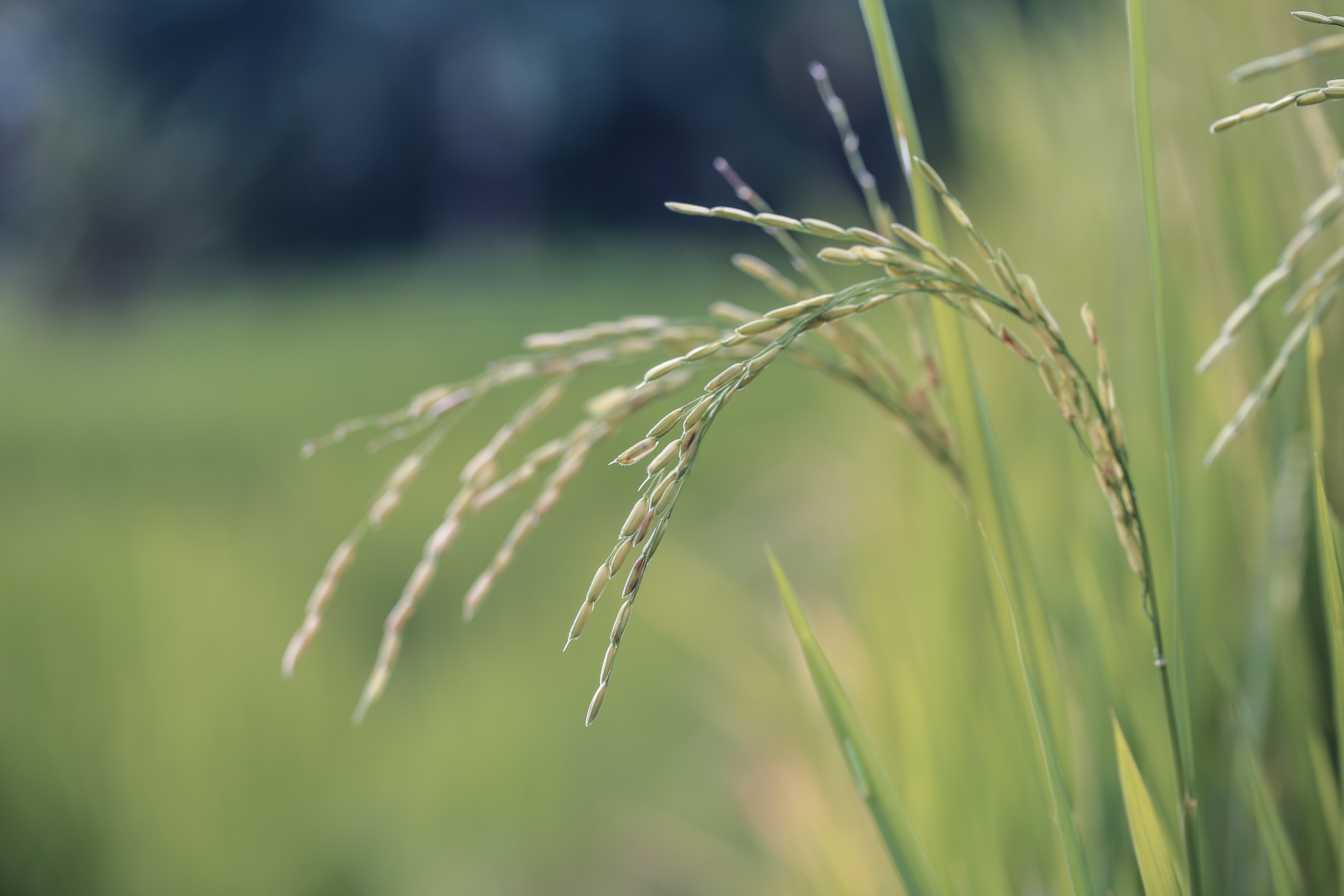 Over 100ha of padi fields destroyed in floods