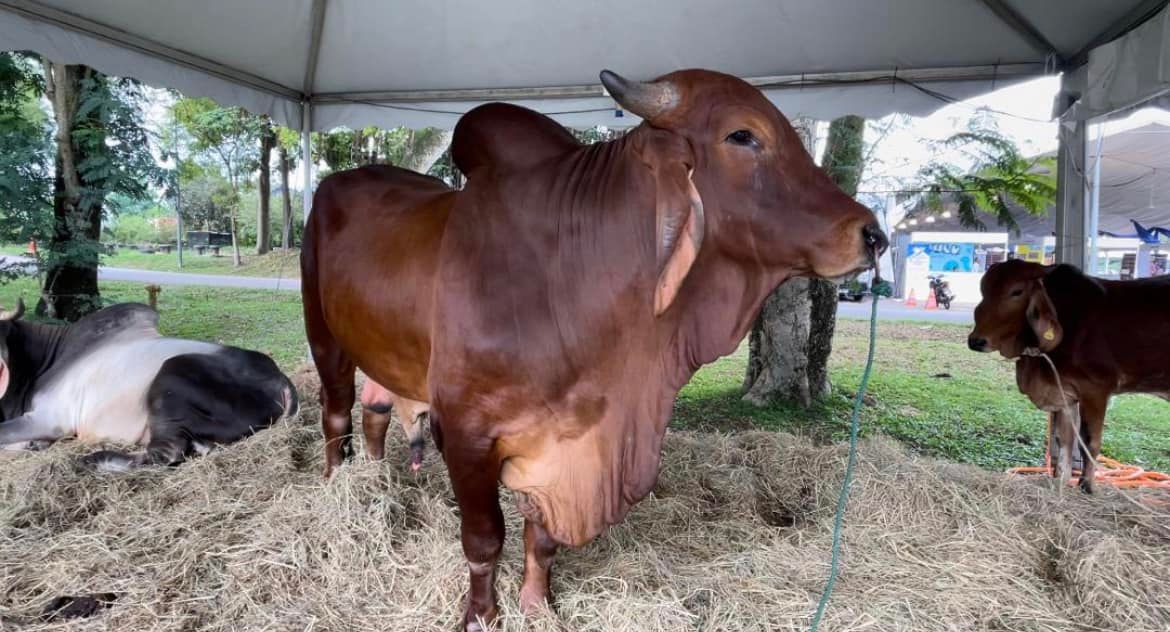 兽医局即起解除临时禁令 允进口澳洲活牛