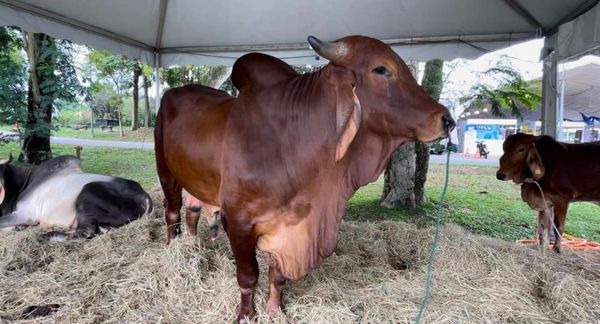 兽医局即起解除临时禁令 允进口澳洲活牛