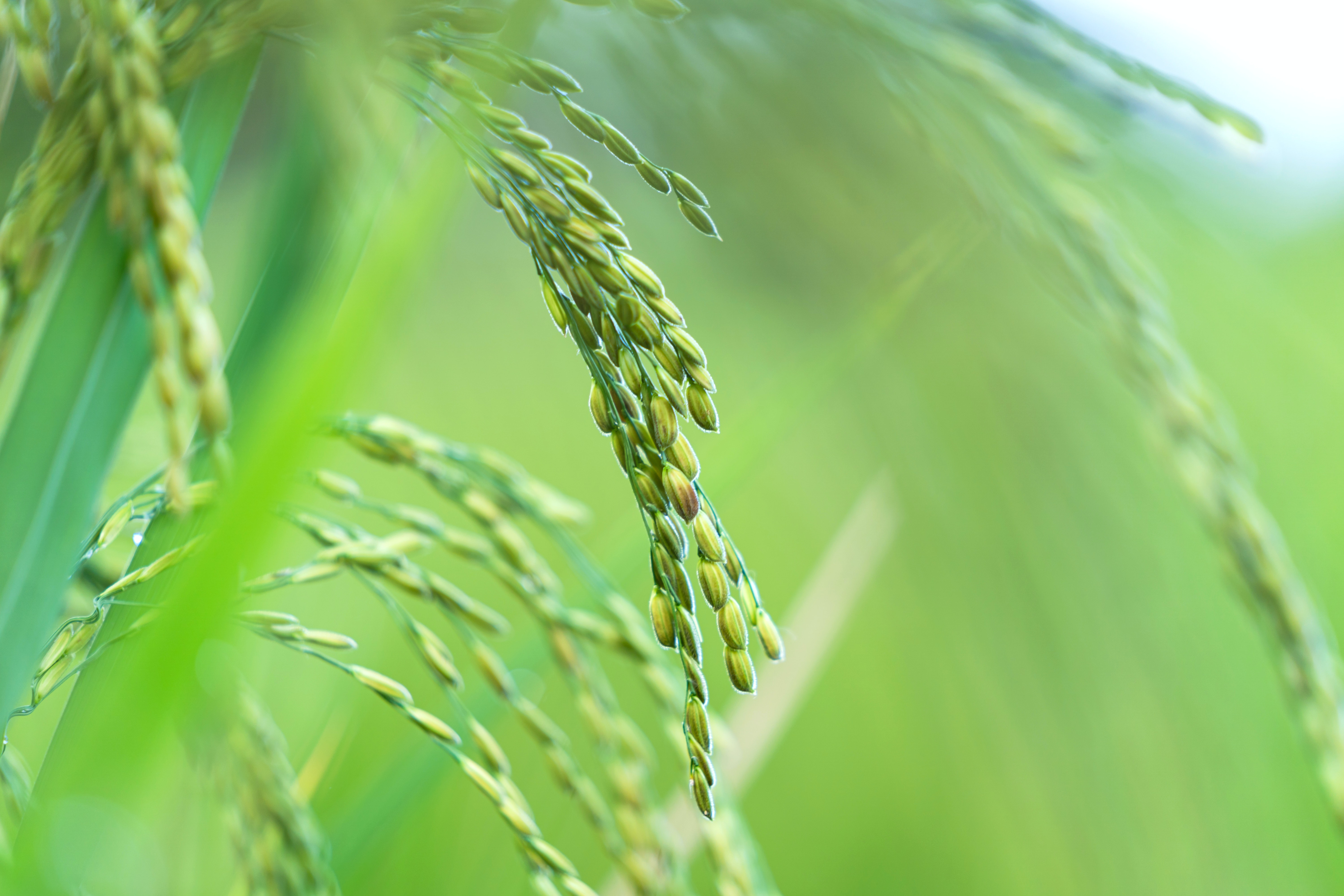 Farmers’ group asks for review of govt agencies’ padi seed quota