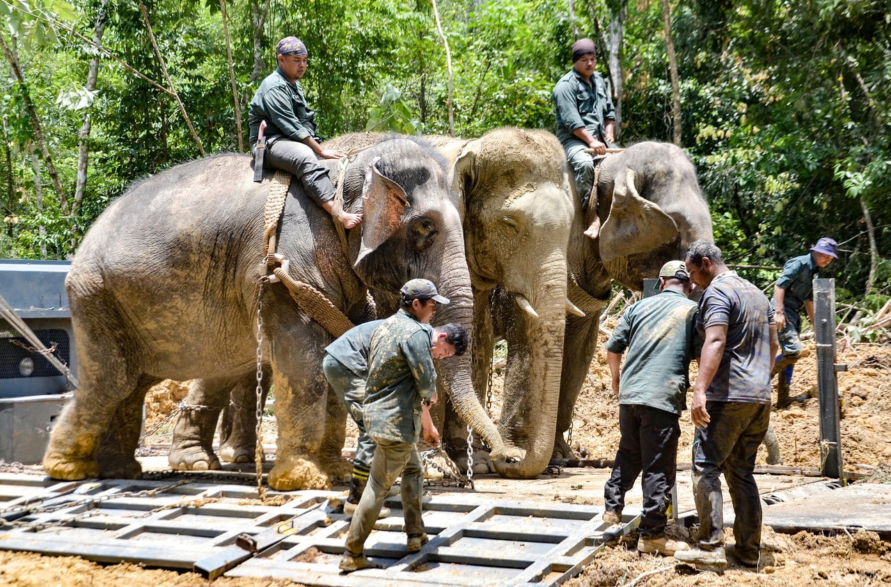 Perhilitan tangkap gajah liar serang lembu, rosakkan kebun