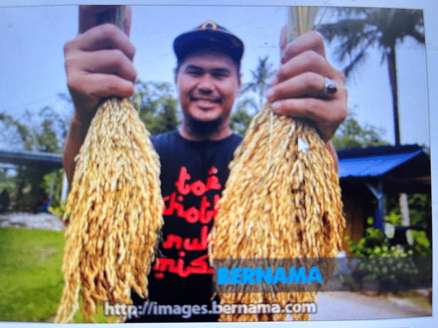 Tanam padi dalam pasu bantu tampung kegunaan harian