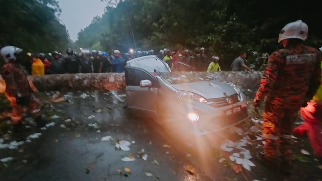 Pemandu maut kenderaan dihempap pokok