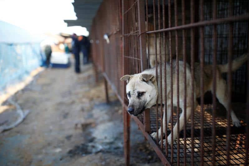 National Assembly speeds up efforts to outlaw dog meat consumption in South Korea