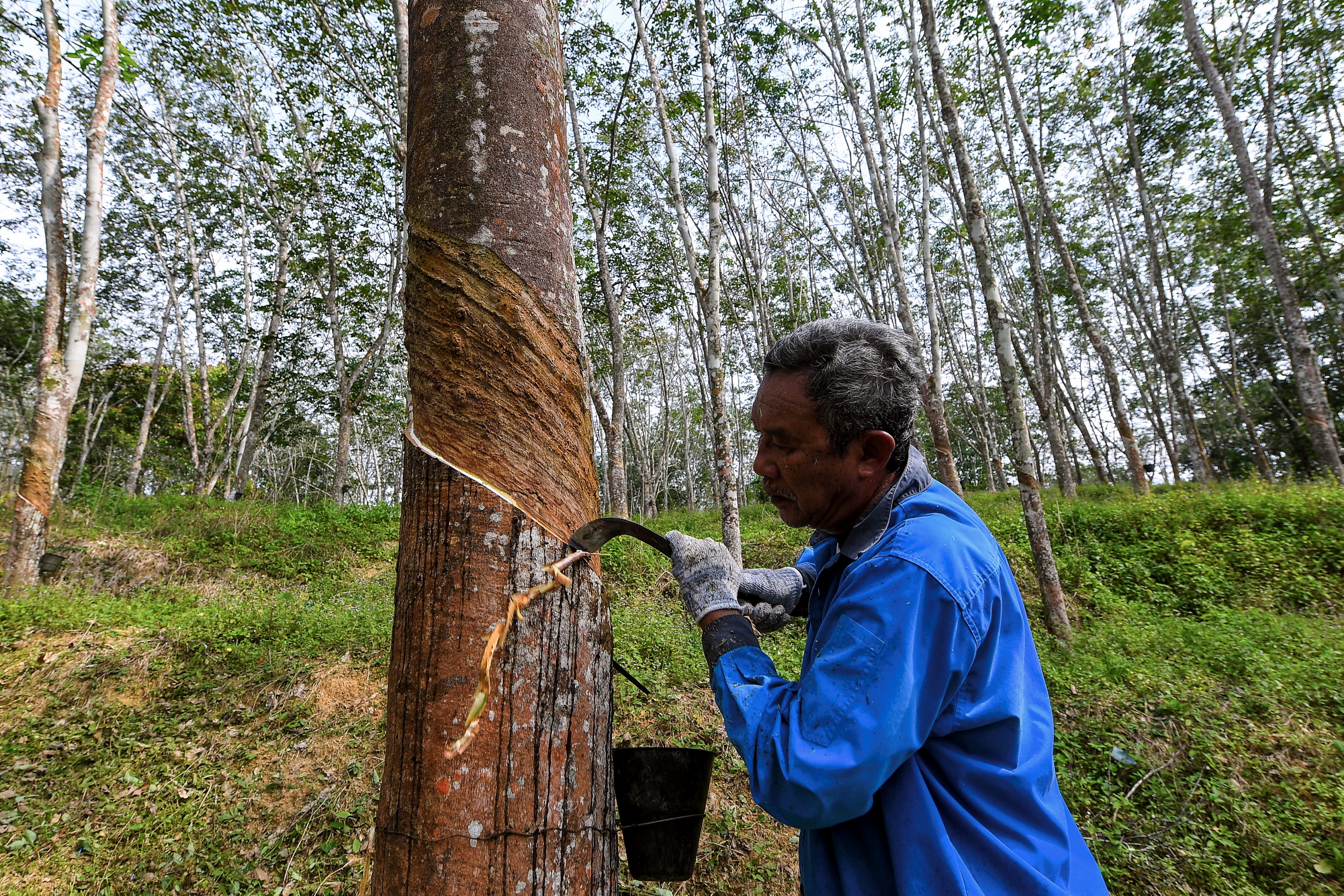 331,146 pekebun kecil getah dijangka terima bantuan musim tengkujuh