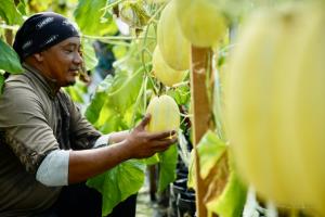 Melon Selangor draws strong demand as premium fruit