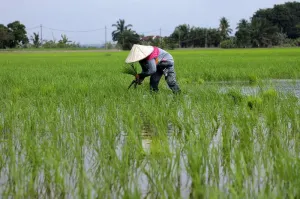 Over 2,500 Selangor padi farmers receive training on new tech